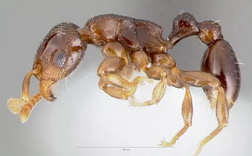 Tetramorium venator specimen CASENT0401682 image casent0401682_3