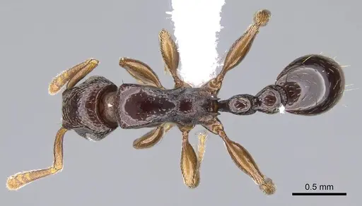 Tetramorium venator specimen CASENT0401714 image casent0401714_1