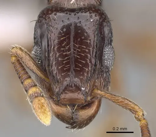Tetramorium venator specimen CASENT0401714 image casent0401714_2
