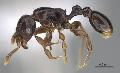 Tetramorium venator specimen CASENT0401714 image casent0401714_3