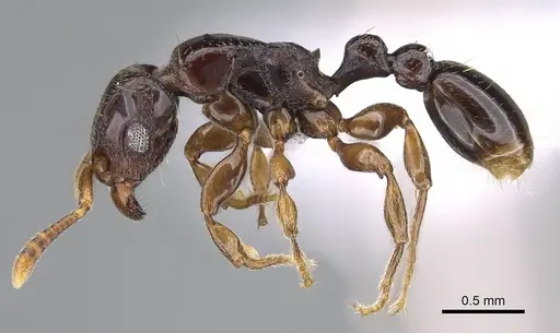 Tetramorium venator specimen CASENT0401714 image casent0401714_4