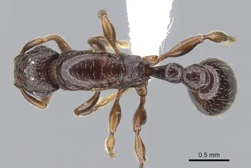 Tetramorium venator specimen CASENT0411863 image casent0411863_1