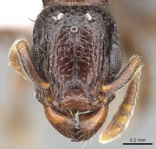 Tetramorium venator specimen CASENT0411863 image casent0411863_2
