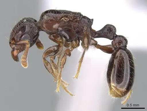 Tetramorium venator specimen CASENT0411863 image casent0411863_3