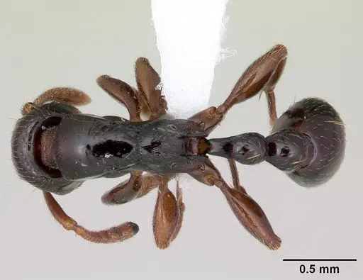 Tetramorium venator specimen CASENT0415619 image casent0415619_1