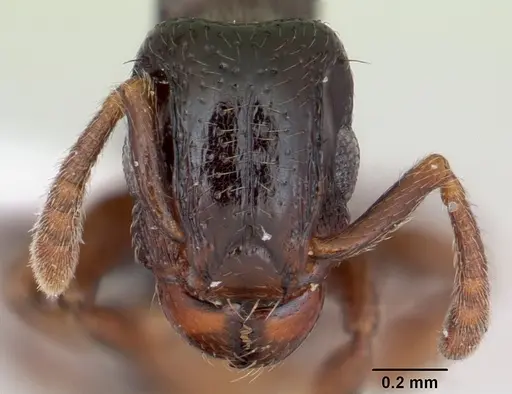 Tetramorium venator specimen CASENT0415619 image casent0415619_2