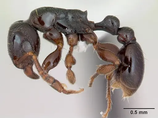 Tetramorium venator specimen CASENT0415619 image casent0415619_3