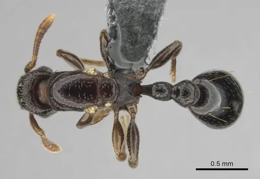 Tetramorium venator specimen CASENT0815579 image casent0815579_1