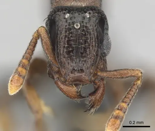 Tetramorium venator specimen CASENT0815579 image casent0815579_2