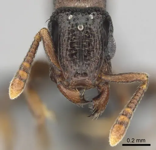 Tetramorium venator specimen CASENT0815579 image casent0815579_3