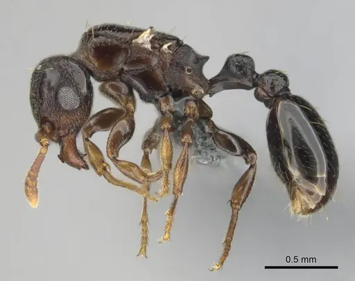 Tetramorium venator specimen CASENT0815579 image casent0815579_4