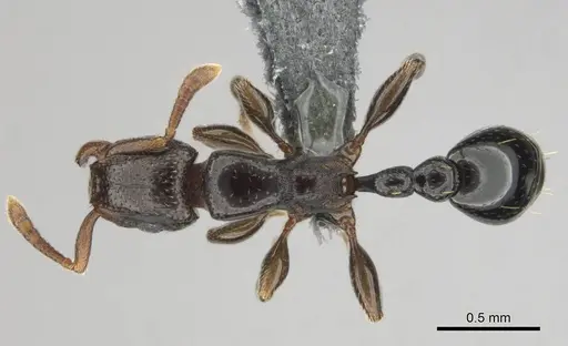 Tetramorium venator specimen CASENT0815582 image casent0815582_1