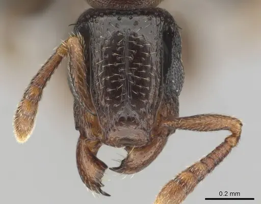 Tetramorium venator specimen CASENT0815582 image casent0815582_2