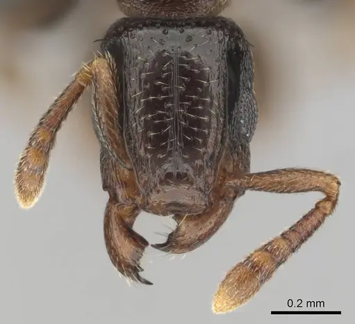 Tetramorium venator specimen CASENT0815582 image casent0815582_3