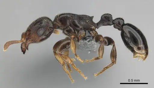 Tetramorium venator specimen CASENT0815582 image casent0815582_4