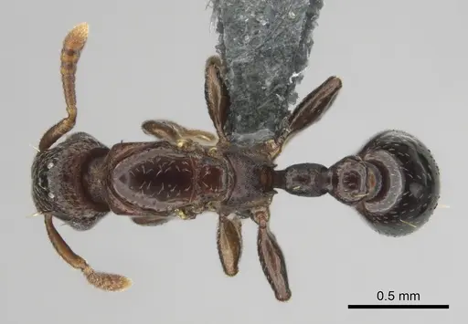 Tetramorium venator specimen CASENT0815750 image casent0815750_1