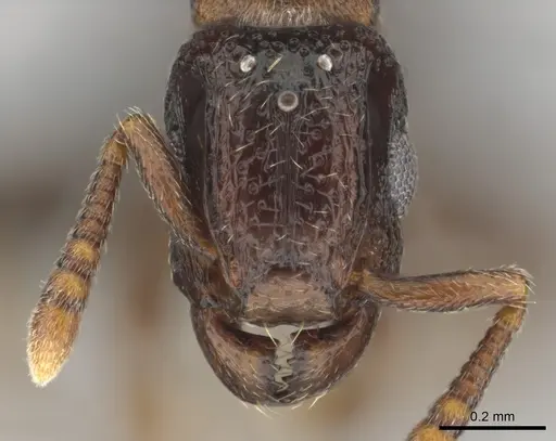 Tetramorium venator specimen CASENT0815750 image casent0815750_2