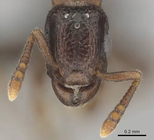 Tetramorium venator specimen CASENT0815750 image casent0815750_3