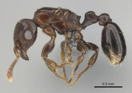 Tetramorium venator specimen CASENT0815750 image casent0815750_4