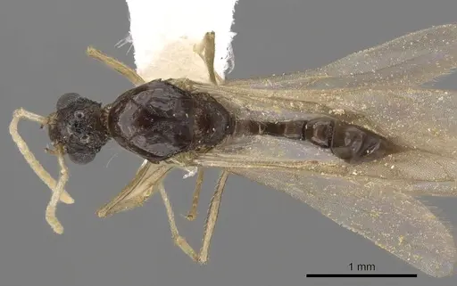 Tetramorium venator specimen CASENT0901037 image casent0901037_1