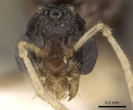 Tetramorium venator specimen CASENT0901037 image casent0901037_2