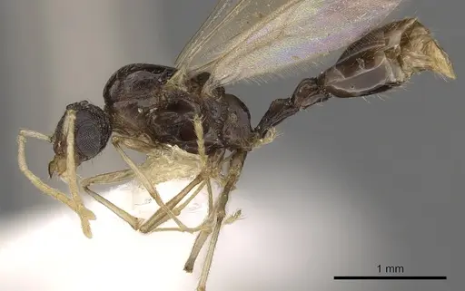 Tetramorium venator specimen CASENT0901037 image casent0901037_3