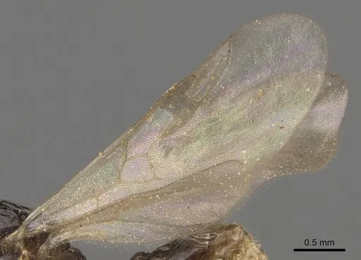 Tetramorium venator specimen CASENT0901037 image casent0901037_4