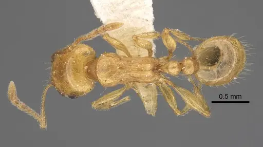 Tetramorium vernicosum specimen CASENT0917370 image casent0917370_1
