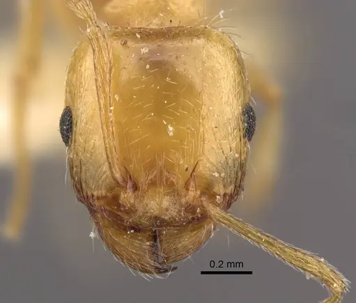 Tetramorium vernicosum specimen CASENT0917370 image casent0917370_2