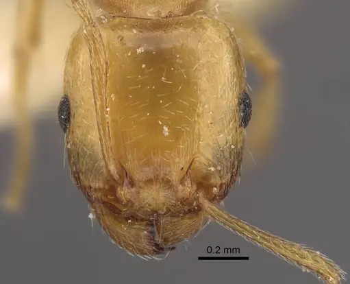 Tetramorium vernicosum specimen CASENT0917370 image casent0917370_3