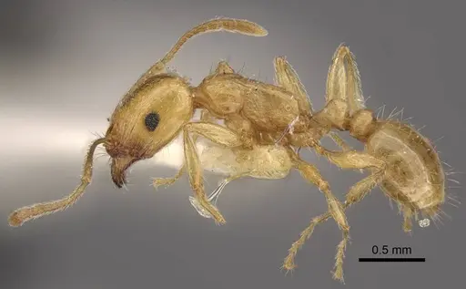 Tetramorium vernicosum specimen CASENT0917370 image casent0917370_4