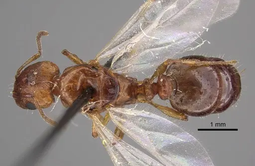 Tetramorium vernicosum specimen CASENT0917411 image casent0917411_1