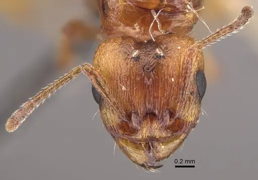 Tetramorium vernicosum specimen CASENT0917411 image casent0917411_2