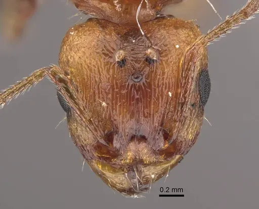Tetramorium vernicosum specimen CASENT0917411 image casent0917411_3