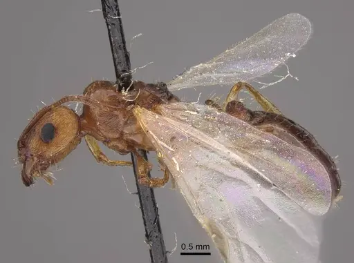 Tetramorium vernicosum specimen CASENT0917411 image casent0917411_4