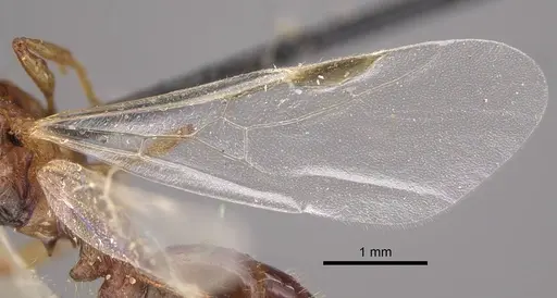 Tetramorium vernicosum specimen CASENT0917411 image casent0917411_5