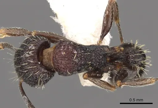 Tetramorium versiculum specimen CASENT0901207 image casent0901207_1