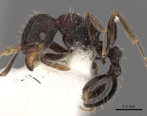 Tetramorium versiculum specimen CASENT0901207 image casent0901207_3