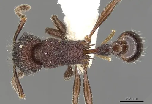 Tetramorium vertigum specimen CASENT0901071 image casent0901071_1