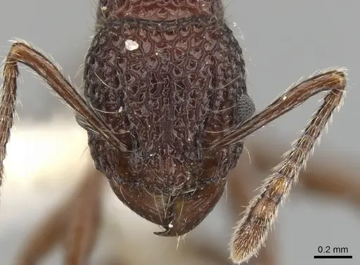 Tetramorium vertigum specimen CASENT0901071 image casent0901071_2