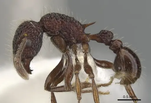 Tetramorium vertigum specimen CASENT0901071 image casent0901071_3