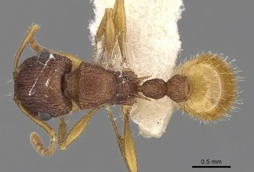 Tetramorium viehmeyeri specimen CASENT0280873 image casent0280873_1