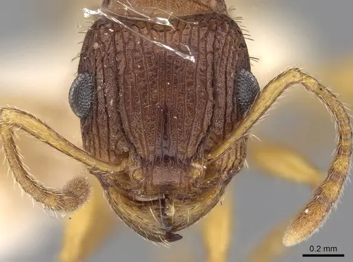 Tetramorium viehmeyeri specimen CASENT0280873 image casent0280873_2