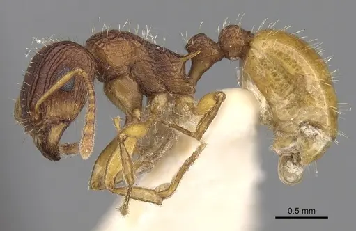 Tetramorium viehmeyeri specimen CASENT0280873 image casent0280873_3