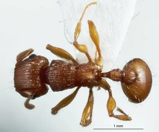 Tetramorium viehmeyeri specimen JDM32-004835 image jdm32-004835_1