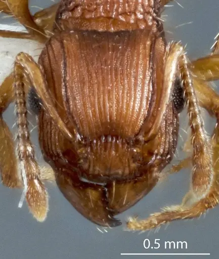 Tetramorium viehmeyeri specimen JDM32-004835 image jdm32-004835_2