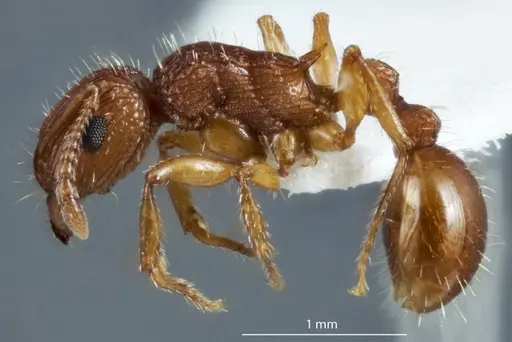 Tetramorium viehmeyeri specimen JDM32-004835 image jdm32-004835_3