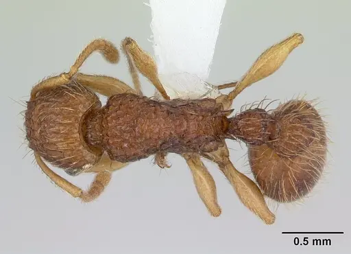 Tetramorium viticola specimen CASENT0178339 image casent0178339_1