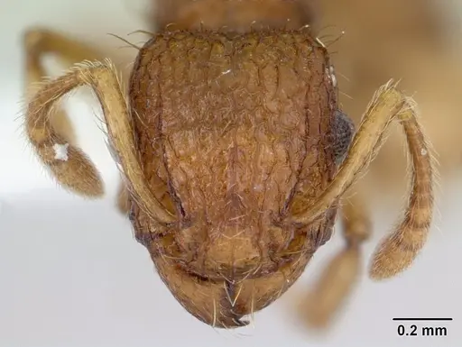 Tetramorium viticola specimen CASENT0178339 image casent0178339_2