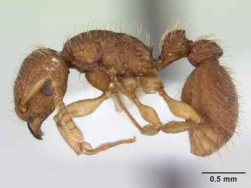 Tetramorium viticola specimen CASENT0178339 image casent0178339_3